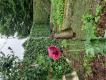 images/fotoalbums/2024/2024_bloei_en_de_tuinhierdagen/2024_bloei_en_de_tuinhierdagen_025.jpg